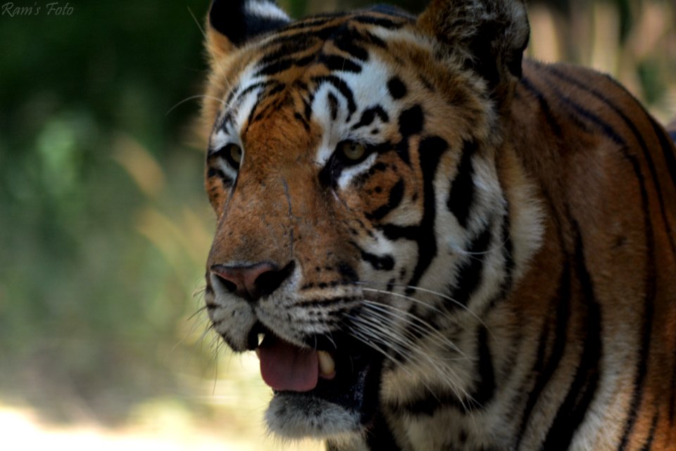 Royal Bengal Tiger