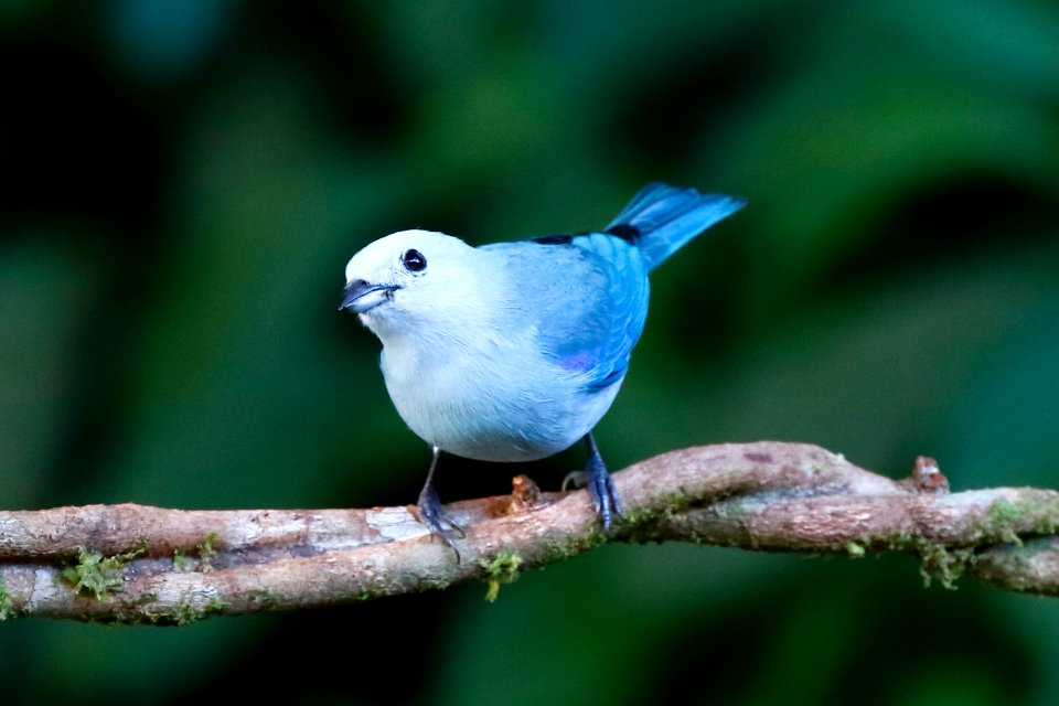 Blue-gray Tanager 260A4661