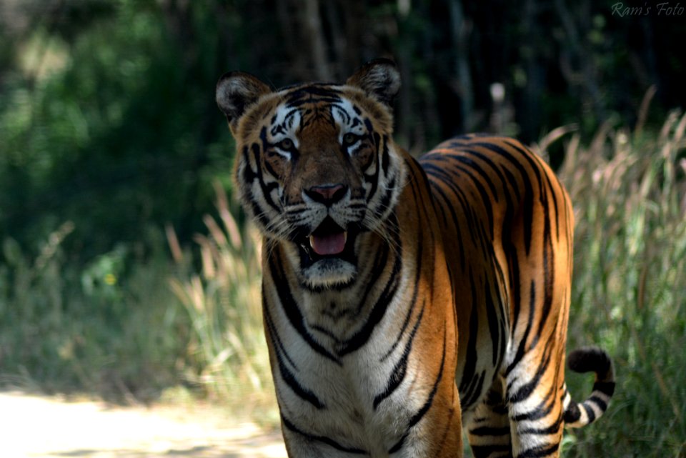 Royal Bengal Tiger