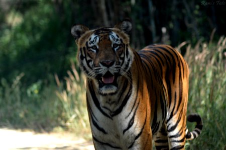 Royal Bengal Tiger photo
