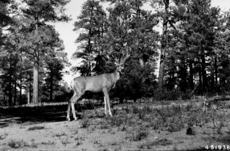 194809XX-FS-Kaibab-RHL-451938
