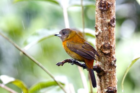 Passerini's Tanager (f) 260A5009 photo