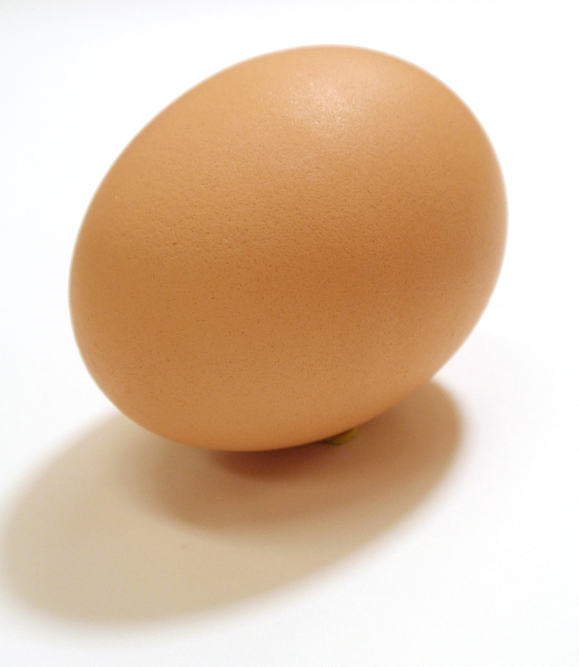 Chicken chook funny