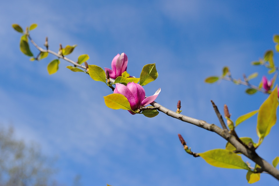 Magnolia flowers kiev