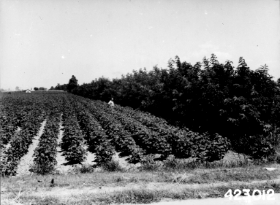 194207XX-FS-Arkansas-WKW-423012