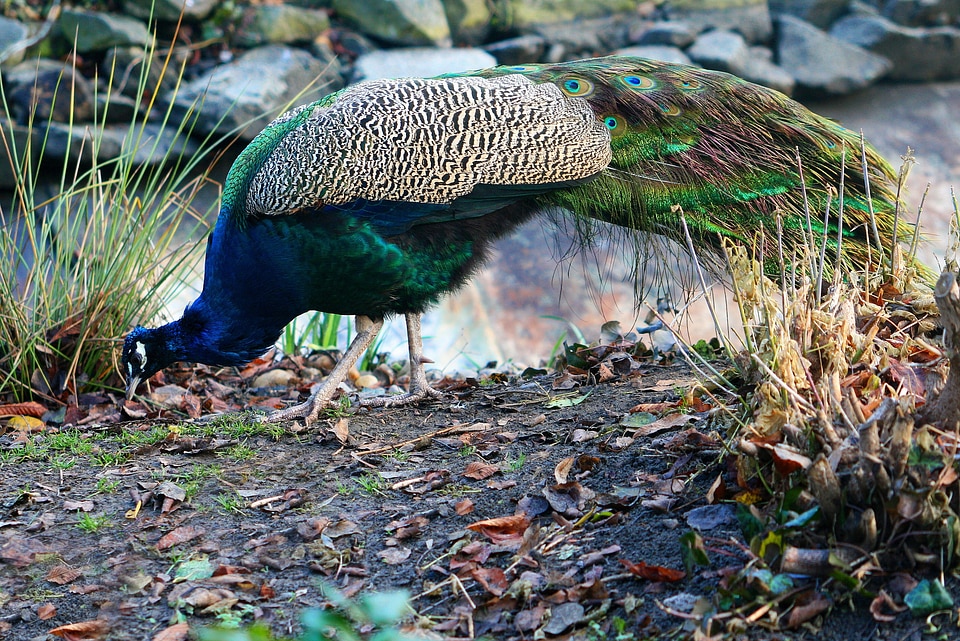 Animal bird peacock