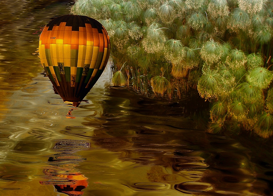 Water vegetation brown vegetables