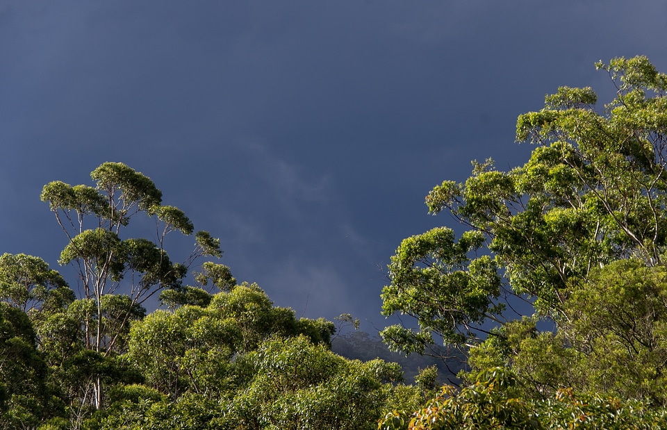 Native subtropical grey sky