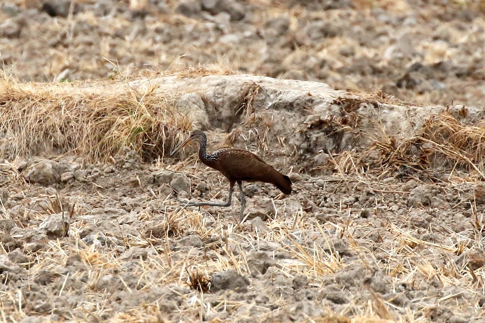 Limpkin, Aramus guarauna - 260A3195 photo