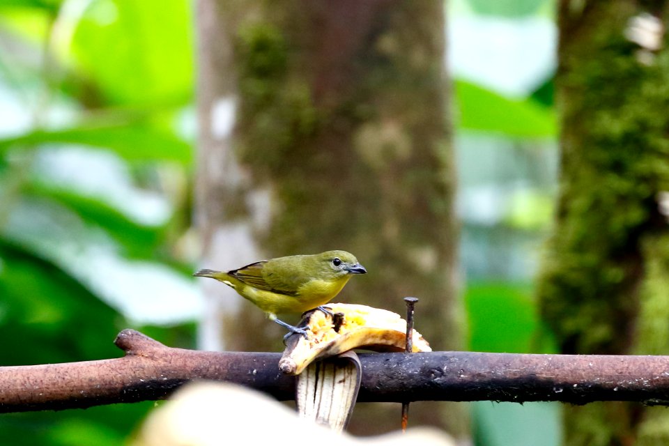 Thick-billed Euphonia (f), Euphonia laniiristris - 260A1975