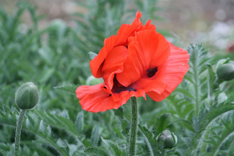 Poppy summer summer flower