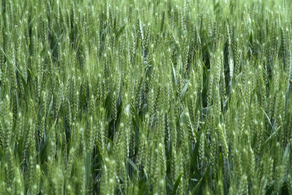 Nature agriculture harvest