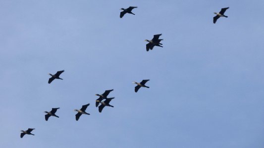 Phalacrocorax carbo
