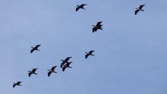 Phalacrocorax carbo photo