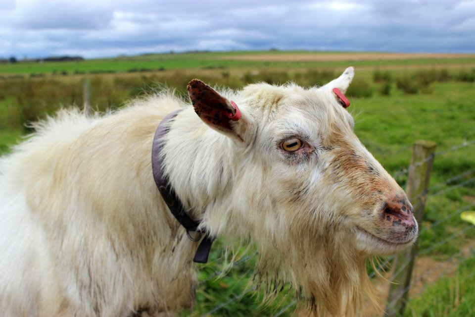 goat-2