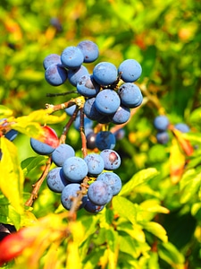 Bush fruit blackthorn