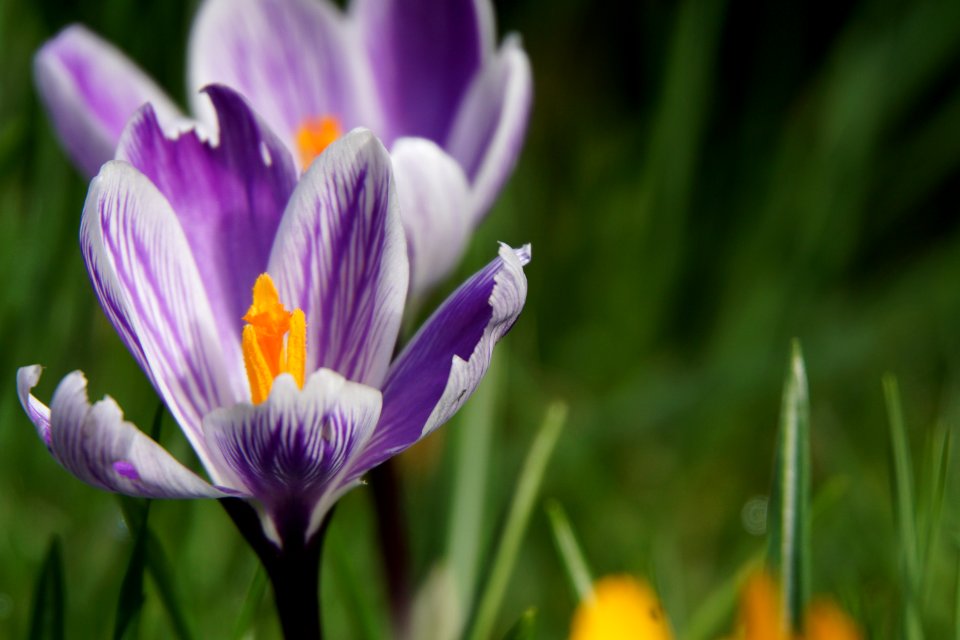 Crocus