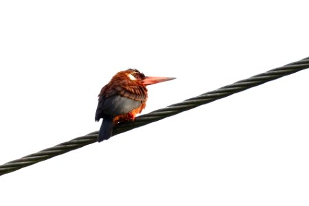 White-eared Jacamar ( Galbacyrhynchusleucotis) - 260A1566