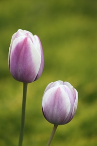 Tulip flower purple