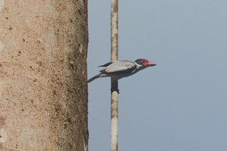 Black-tailed Tityra (Tityra cayana) - 260A0804