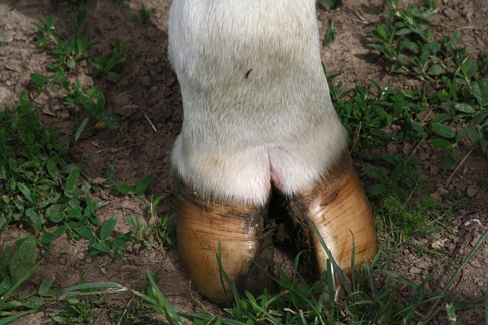 Dairy cows huf milk cow
