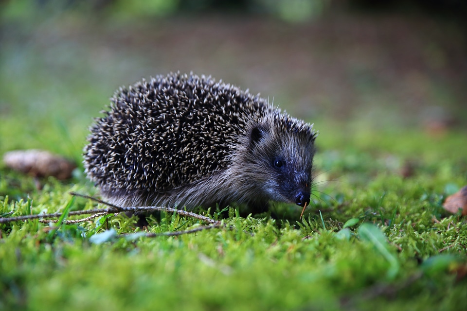 Animals nature forest