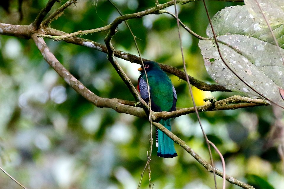 Collared Trocon (m), Trogon collaris - 260A1993