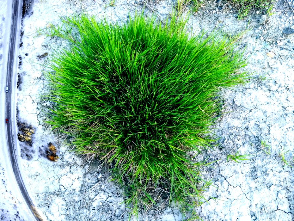 Giant tuft