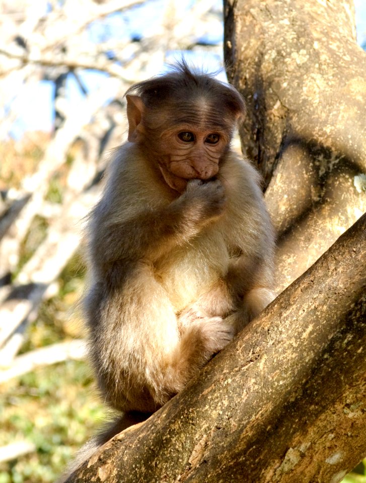 Young monkey in Periyar National Park