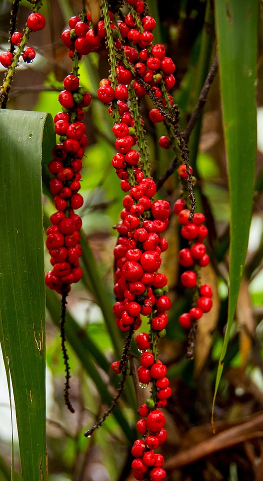 Rainforest subtropical red