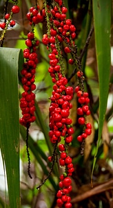 Rainforest subtropical red