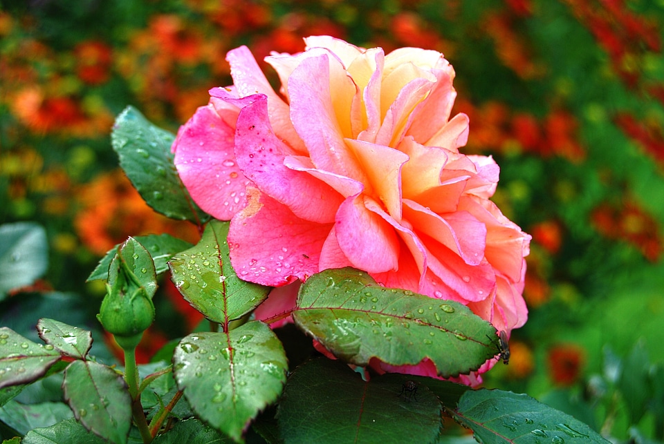 Blossom bloom drop of water