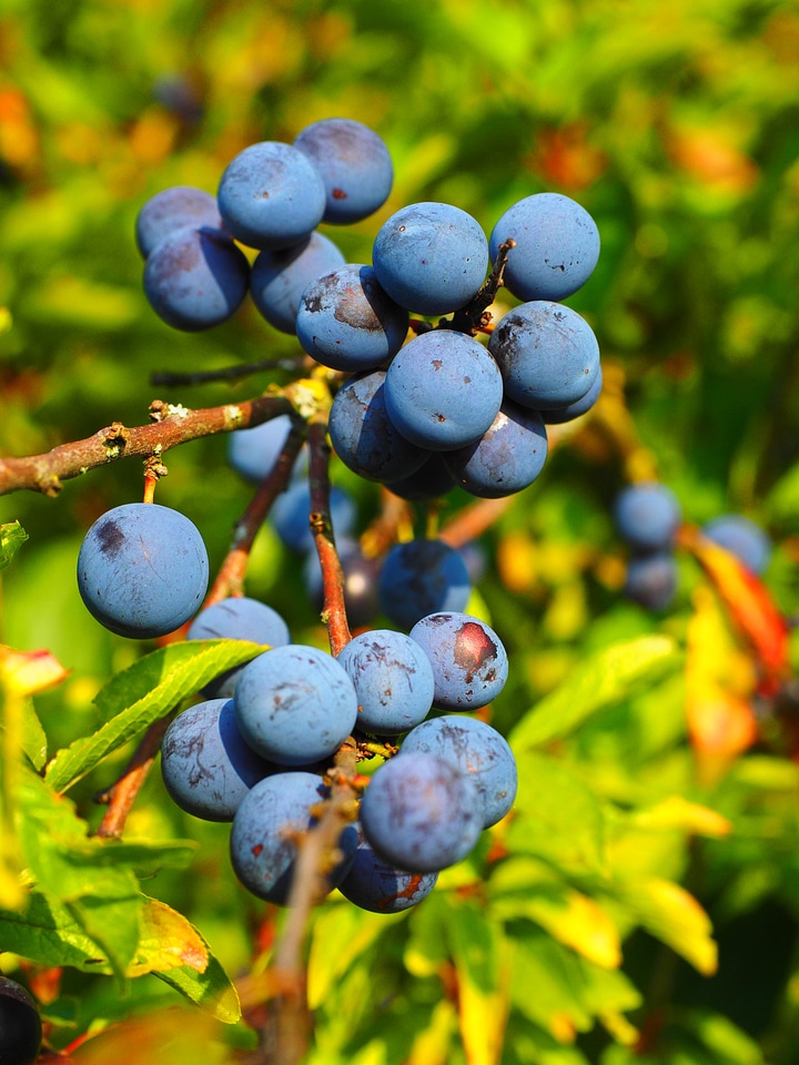 Bush fruit blackthorn