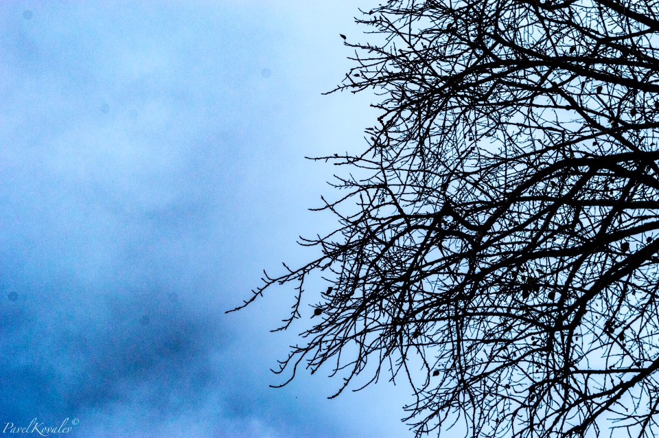 The tree and sky