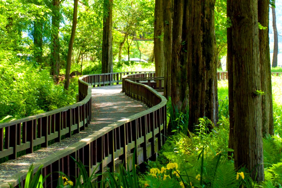 초록 자연 예쁜 배경 길 grass-green natural background pretty road