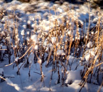 Trail Vegetation 2