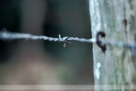 Barbed Wire