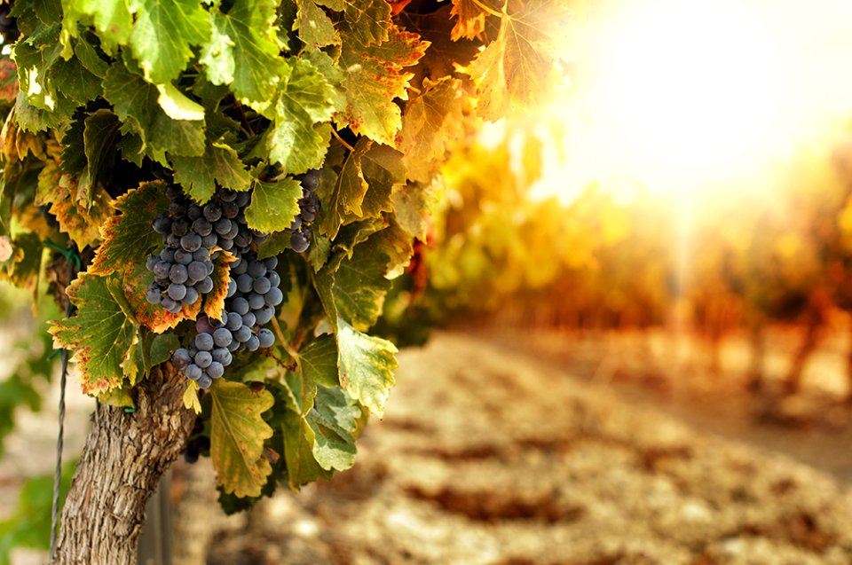 Vineyards at sunset