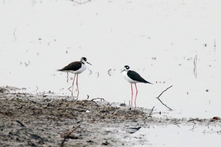 Black-necked Stilt, Himantopus mexicanus - 260A3165 photo