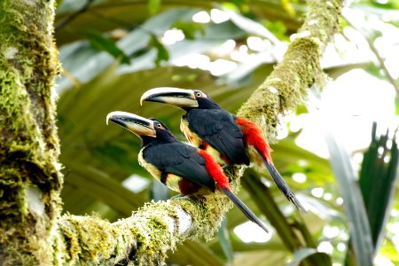 Pale-billed (-manibled) Ara&ccedil;ari, Pteroglossus erythropygius - 2047