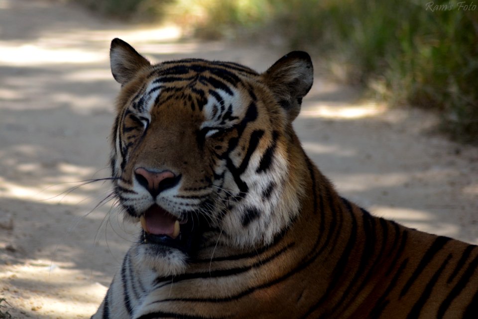 Royal Bengal Tiger