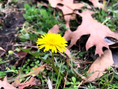 Dandelion: Friend or Foe? photo