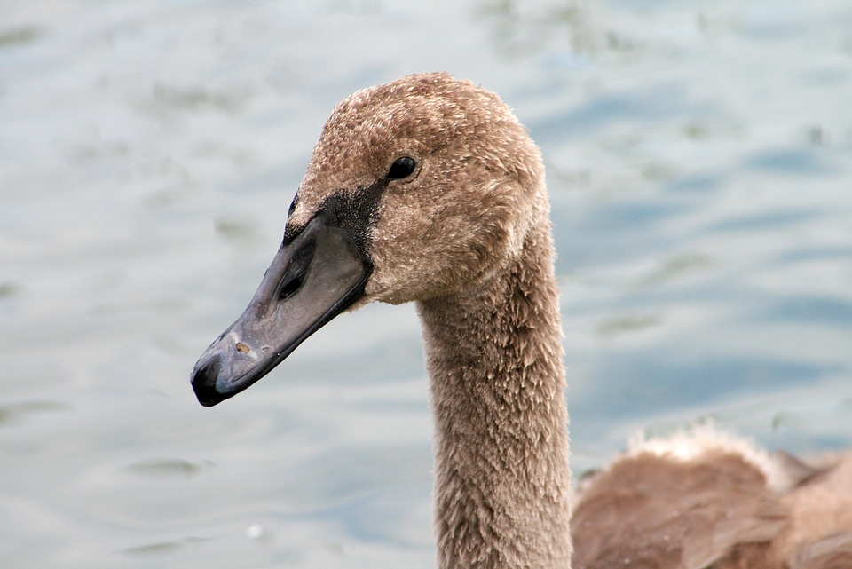 Swan cygnet állatportré