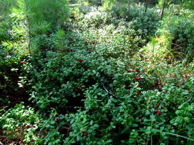 Vaccinium vitis-idaea