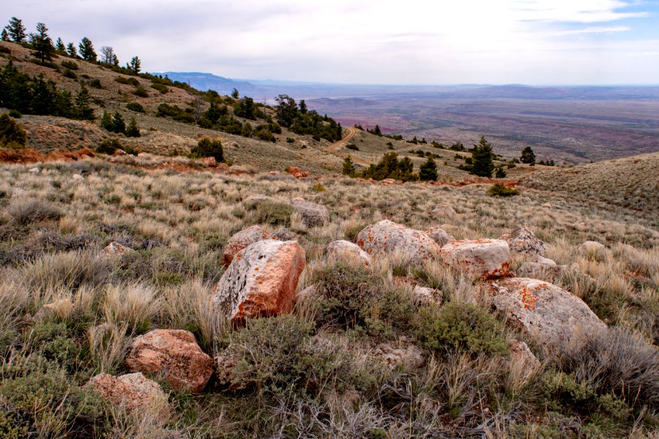 20200504 Pryor Mtns 190