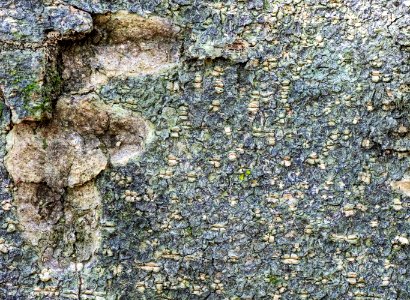 F Bark Texture