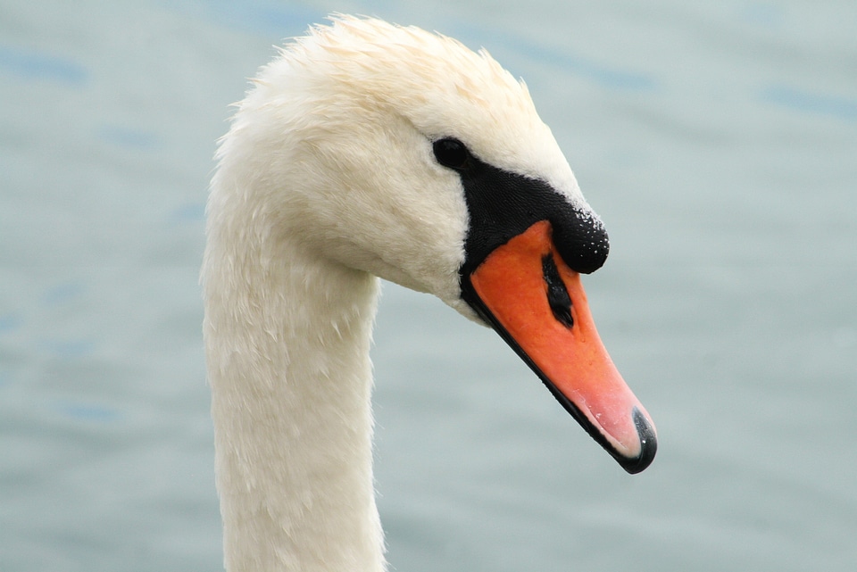 Bird swan white bird