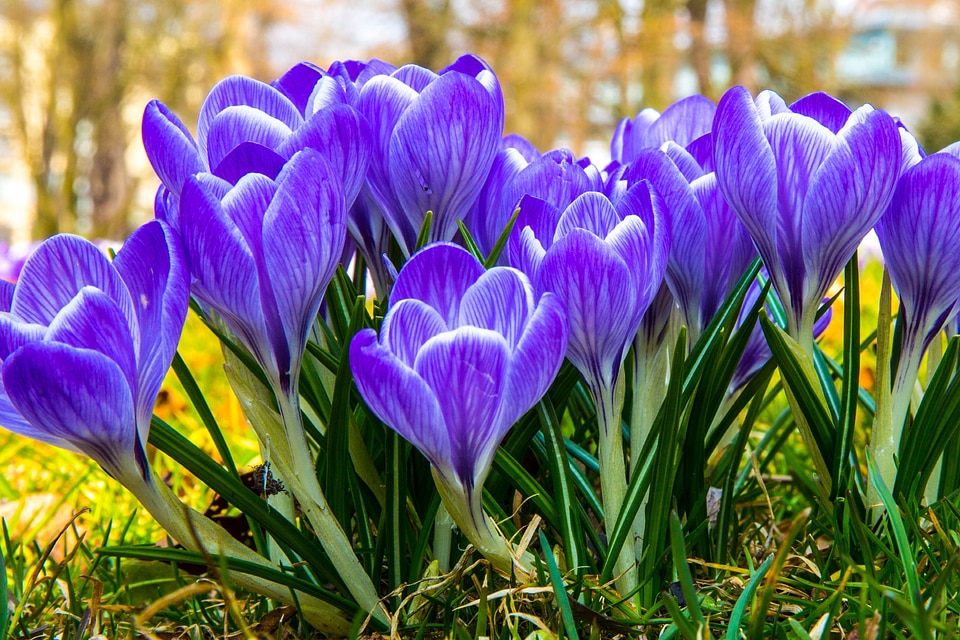 Flower spring purple