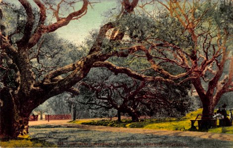 346.THE OAKS UNIVERSITY OF CALIFORNIA BERKLEY CALIFORNIA