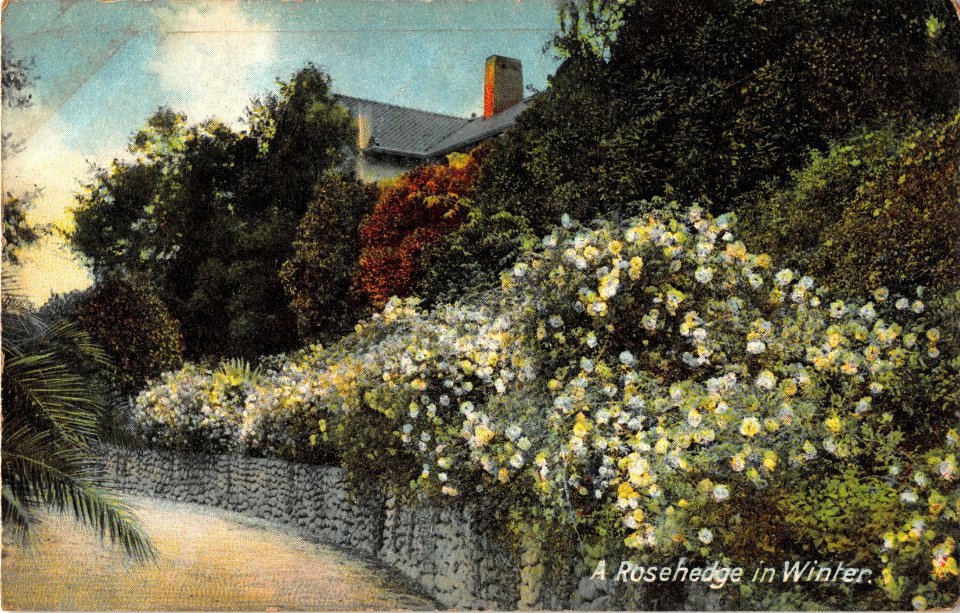 A ROSENHEDGE IN WINTER